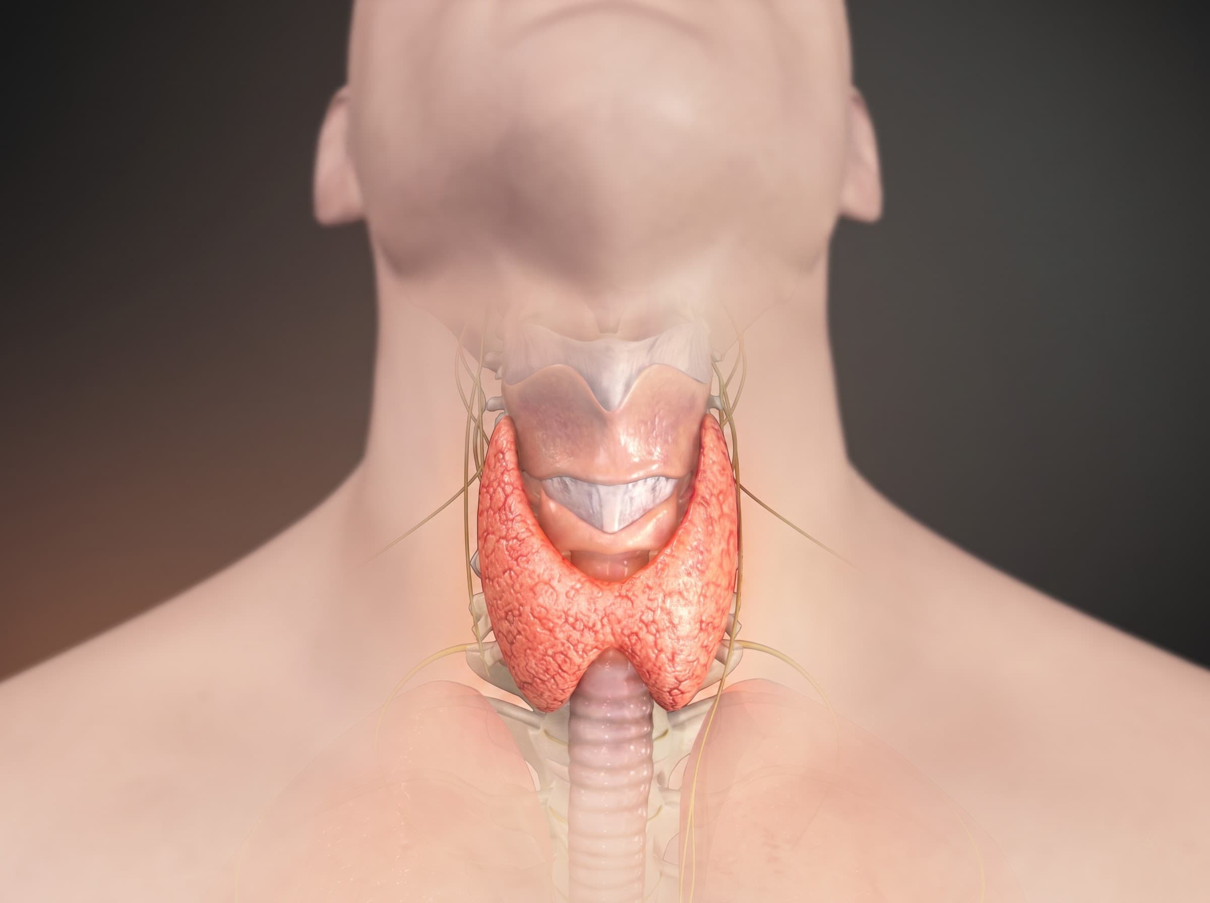 Thyroid Diet Plan